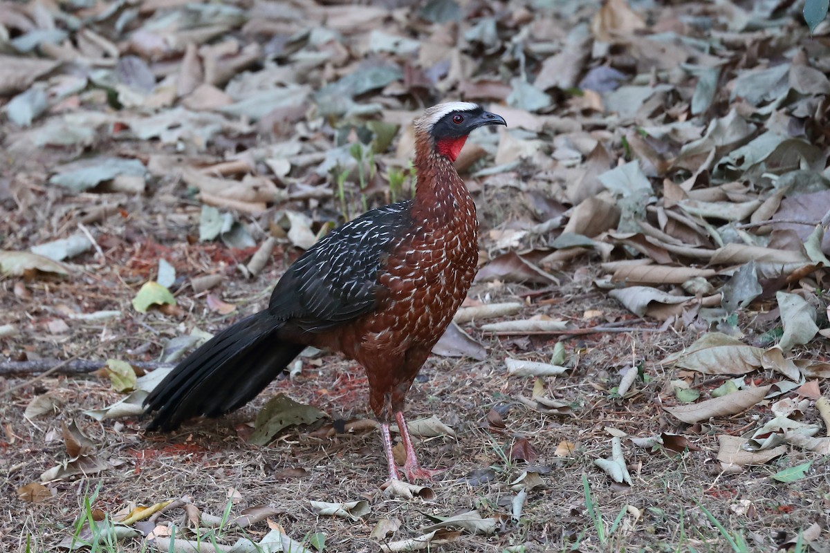 White-crested Guan - ML597677331