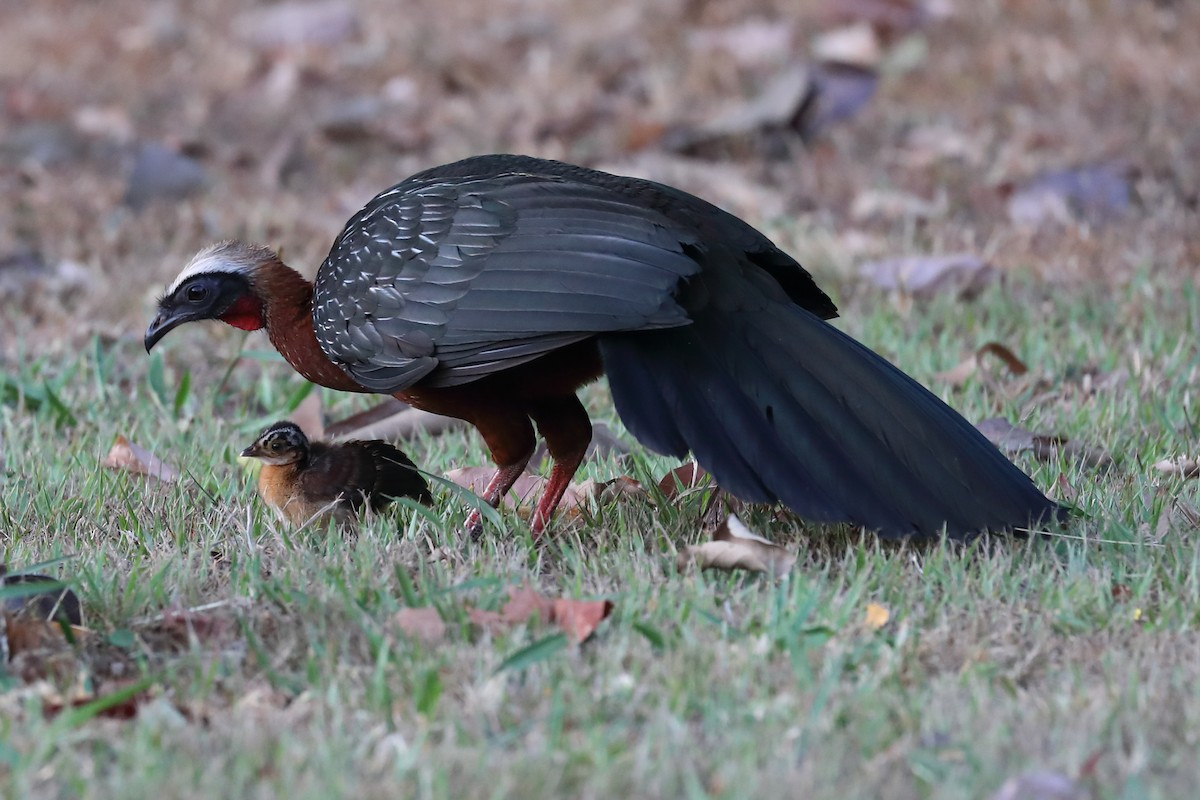 White-crested Guan - Josef Widmer