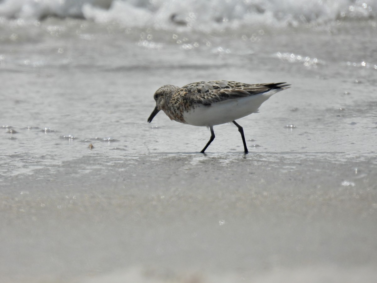 Sanderling - Douglas Cioffi