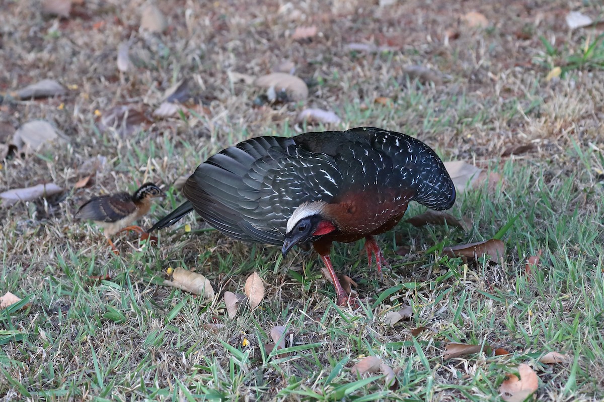 White-crested Guan - Josef Widmer