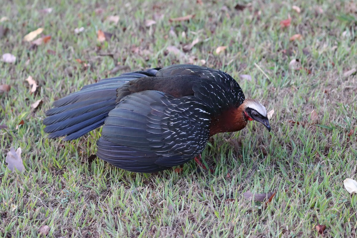 White-crested Guan - Josef Widmer