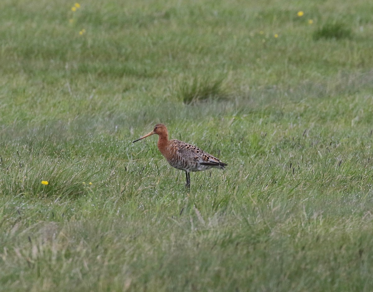 Black-tailed Godwit - ML597679151