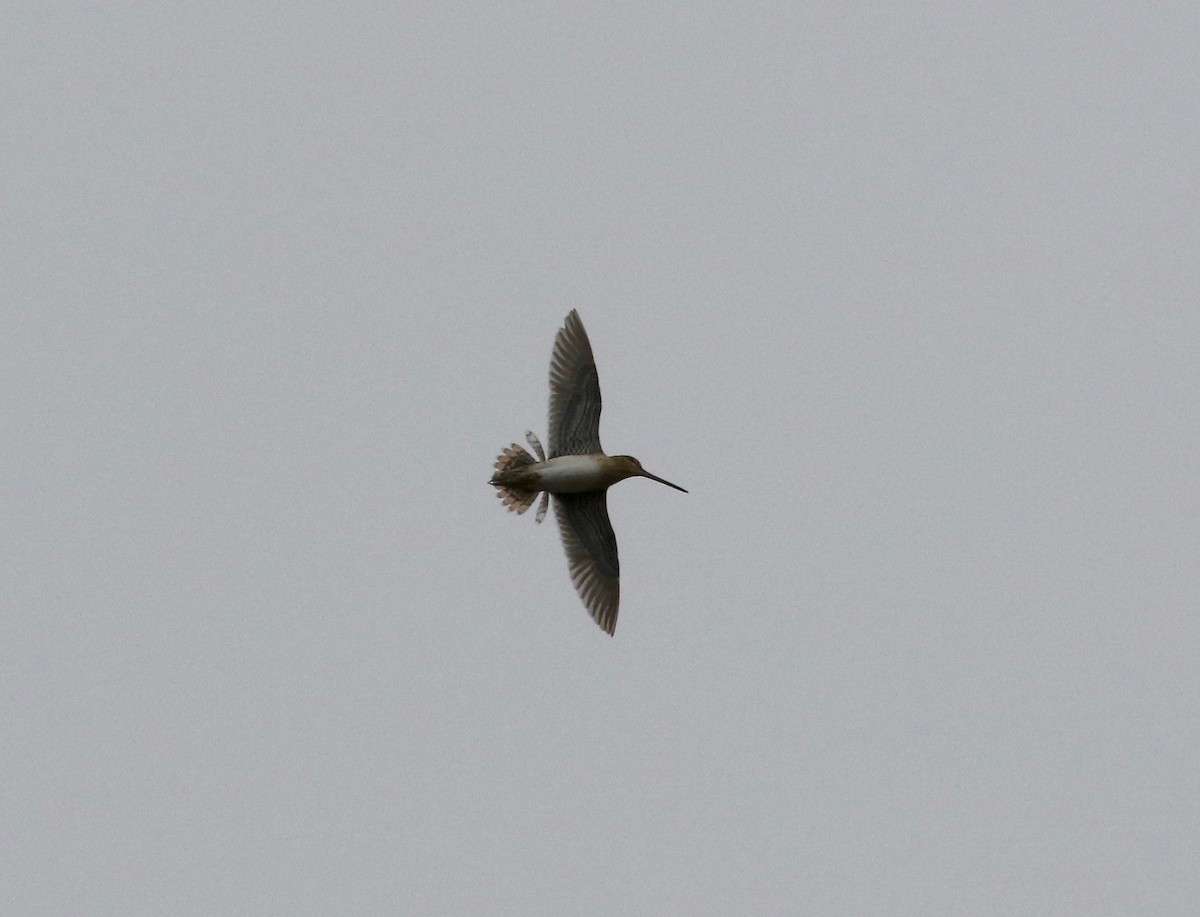 Common Snipe - ML597679221