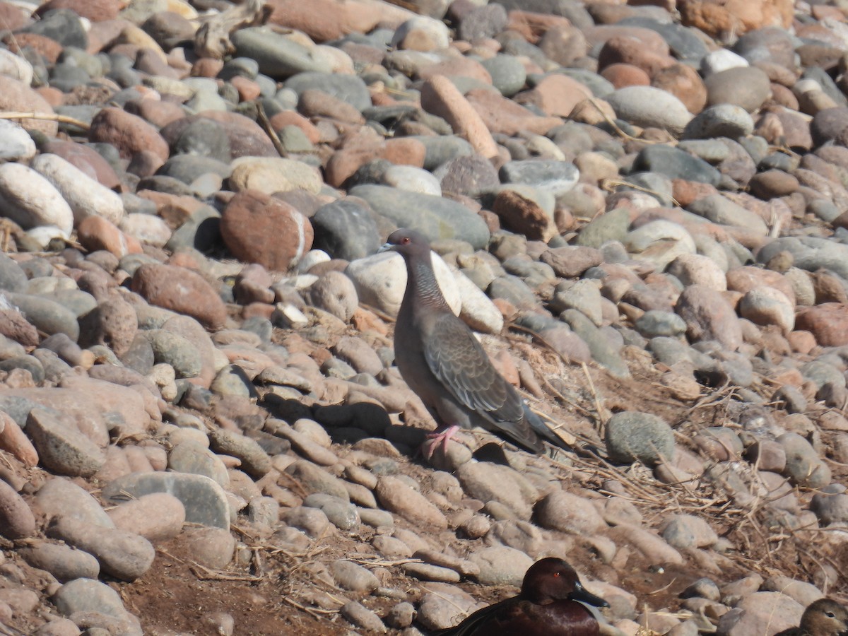 Picazuro Pigeon - ML597679321