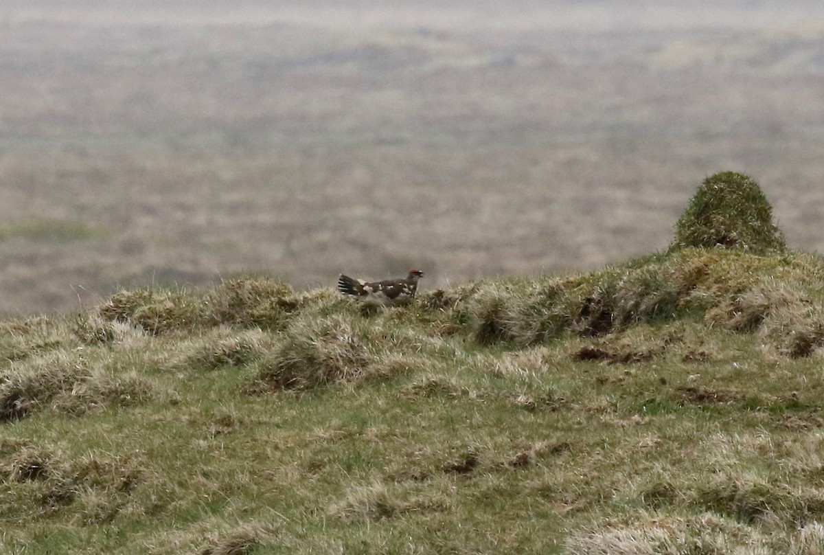 Rock Ptarmigan - ML597679451