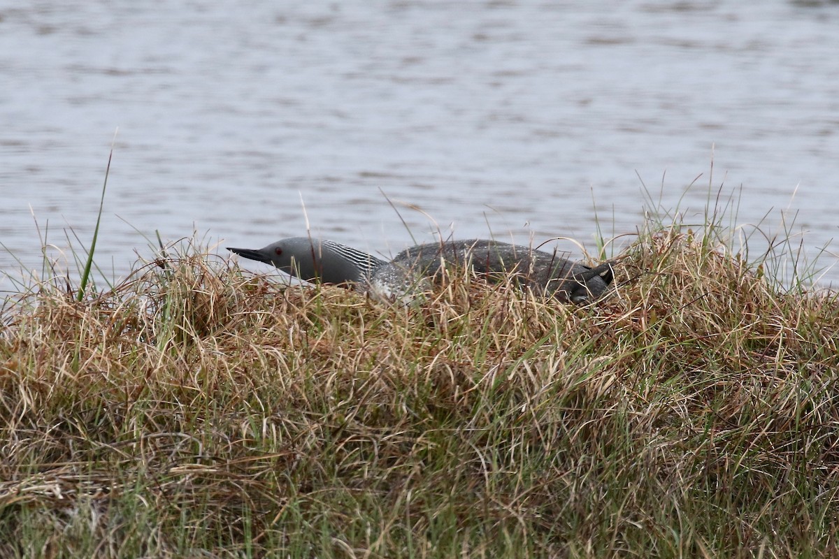 Red-throated Loon - ML597679731