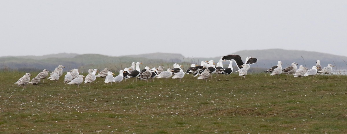 Great Black-backed Gull - ML597679881