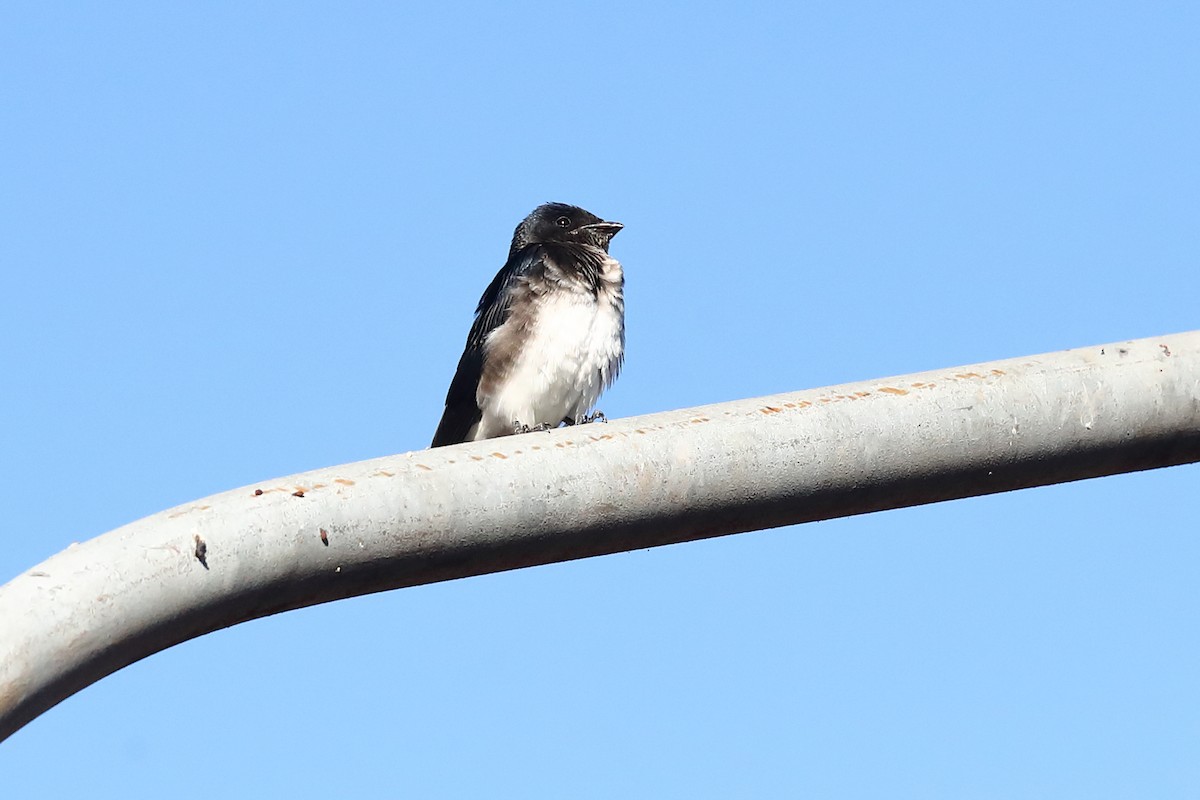 Gray-breasted Martin - ML597679891