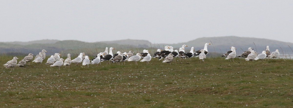 Glaucous Gull - ML597680121