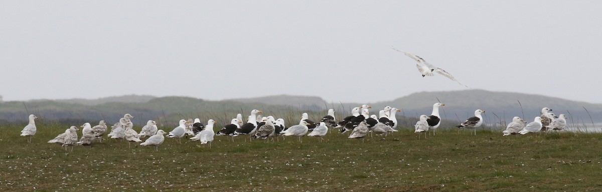 Glaucous Gull - ML597680141