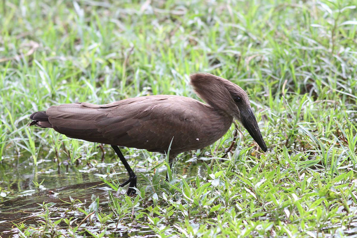 Hamerkop - Xabier Remirez