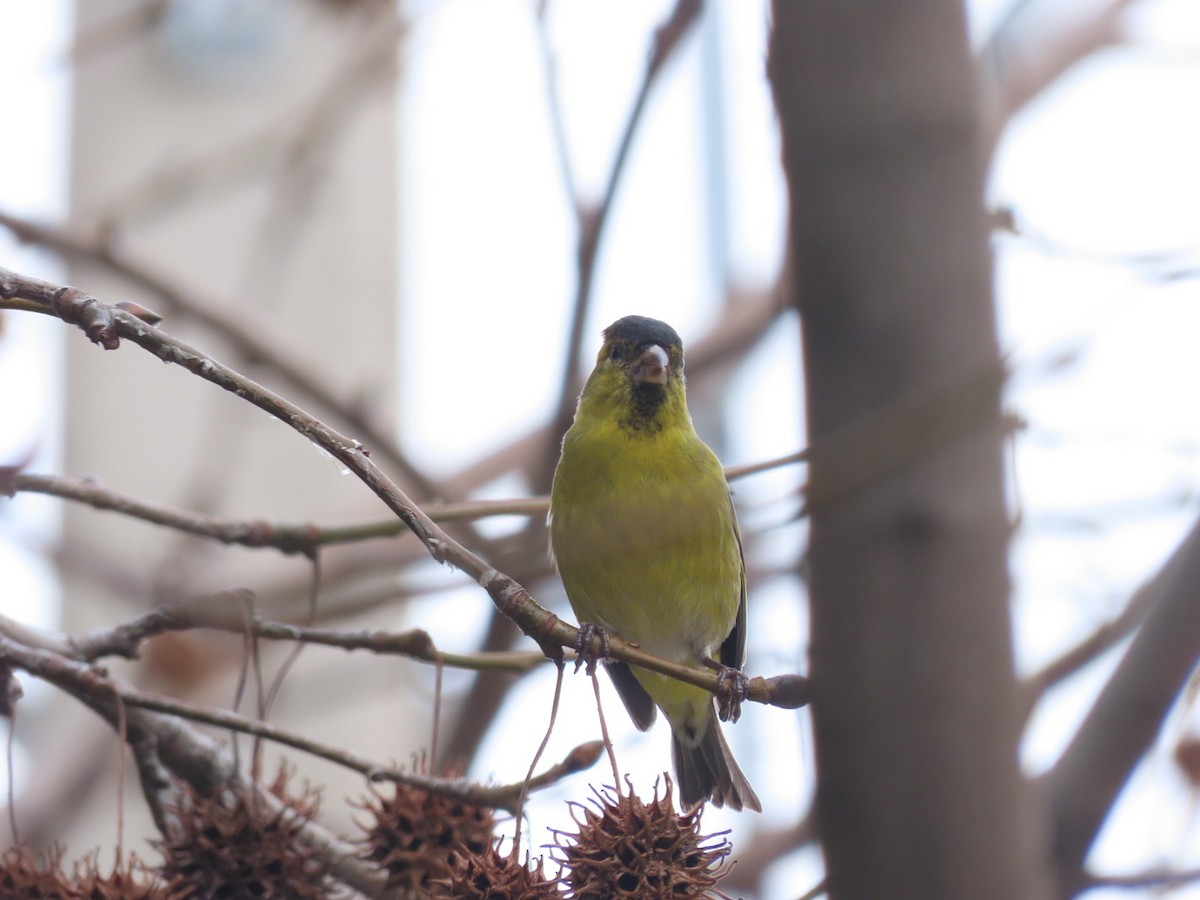 Black-chinned Siskin - ML597680361