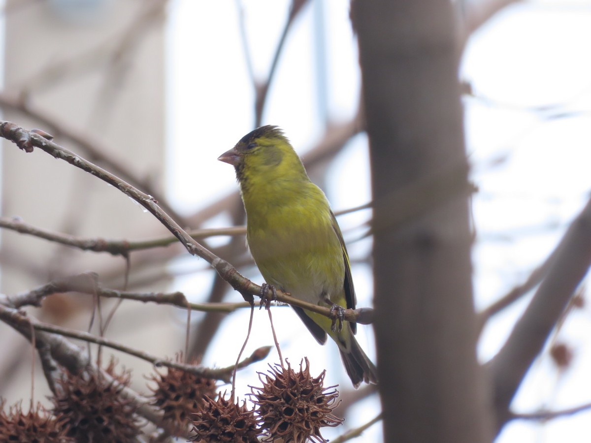 Black-chinned Siskin - ML597680371