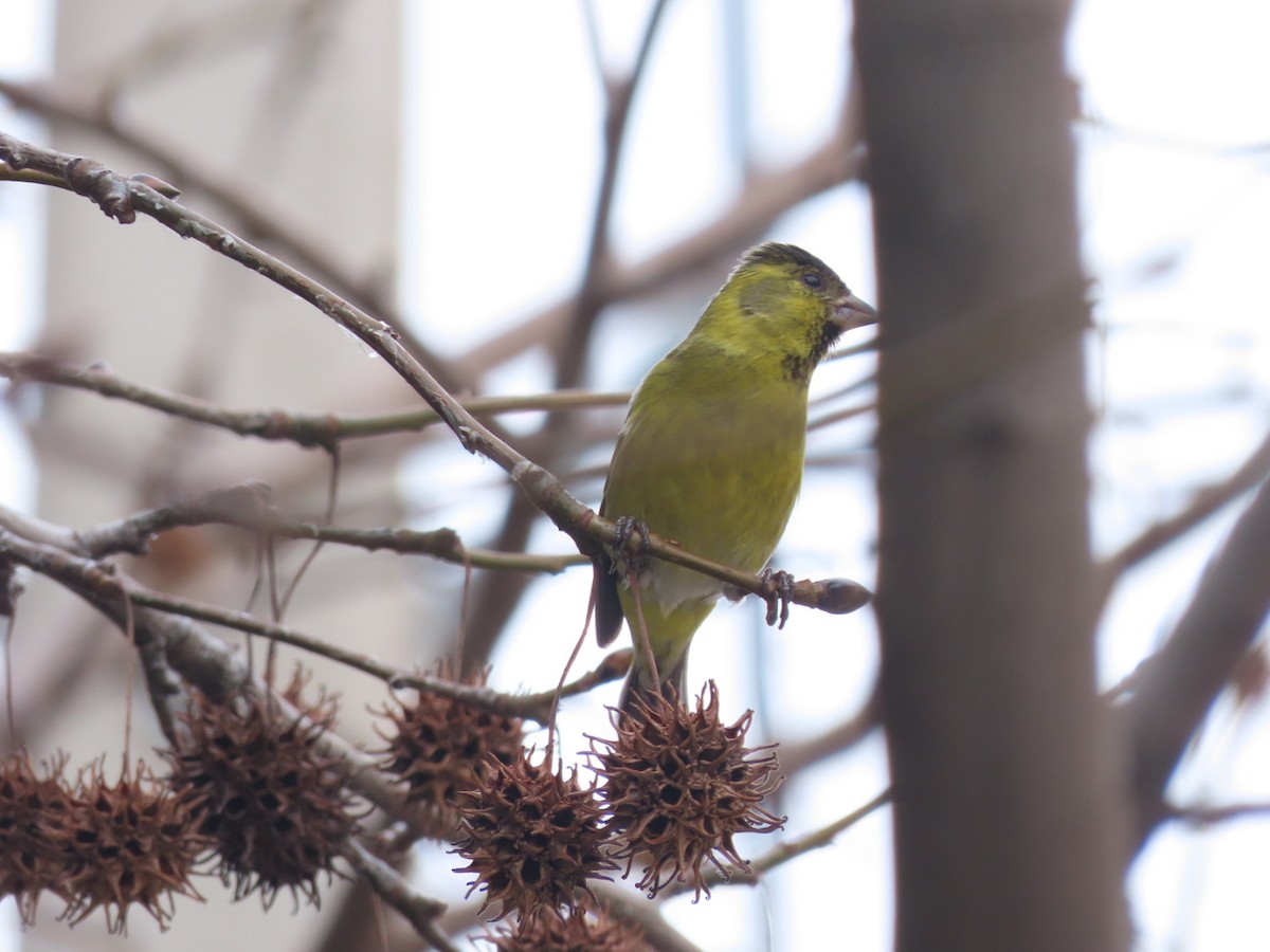 Black-chinned Siskin - ML597680381