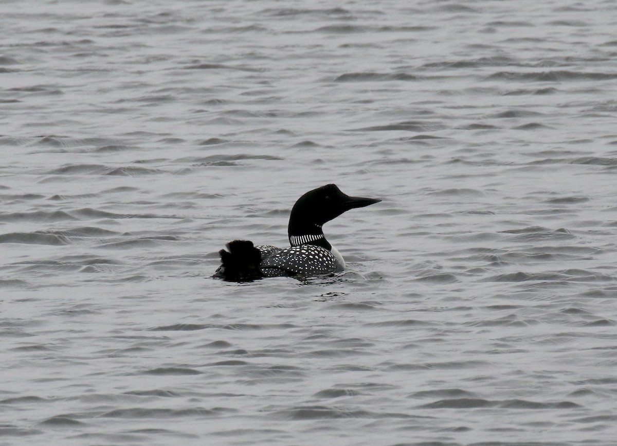 Common Loon - ML597680431