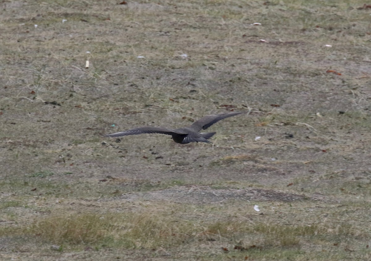 Parasitic Jaeger - ML597680701