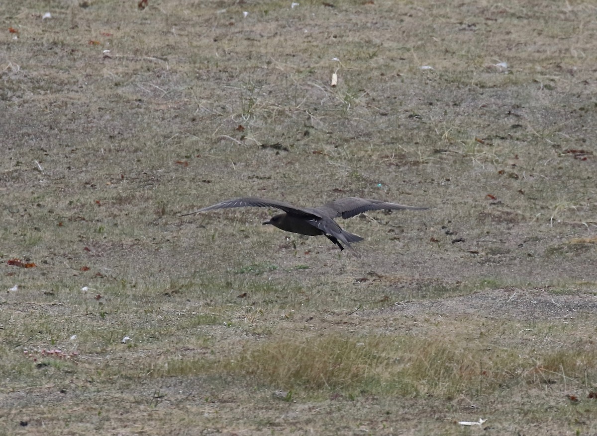 Parasitic Jaeger - ML597680721