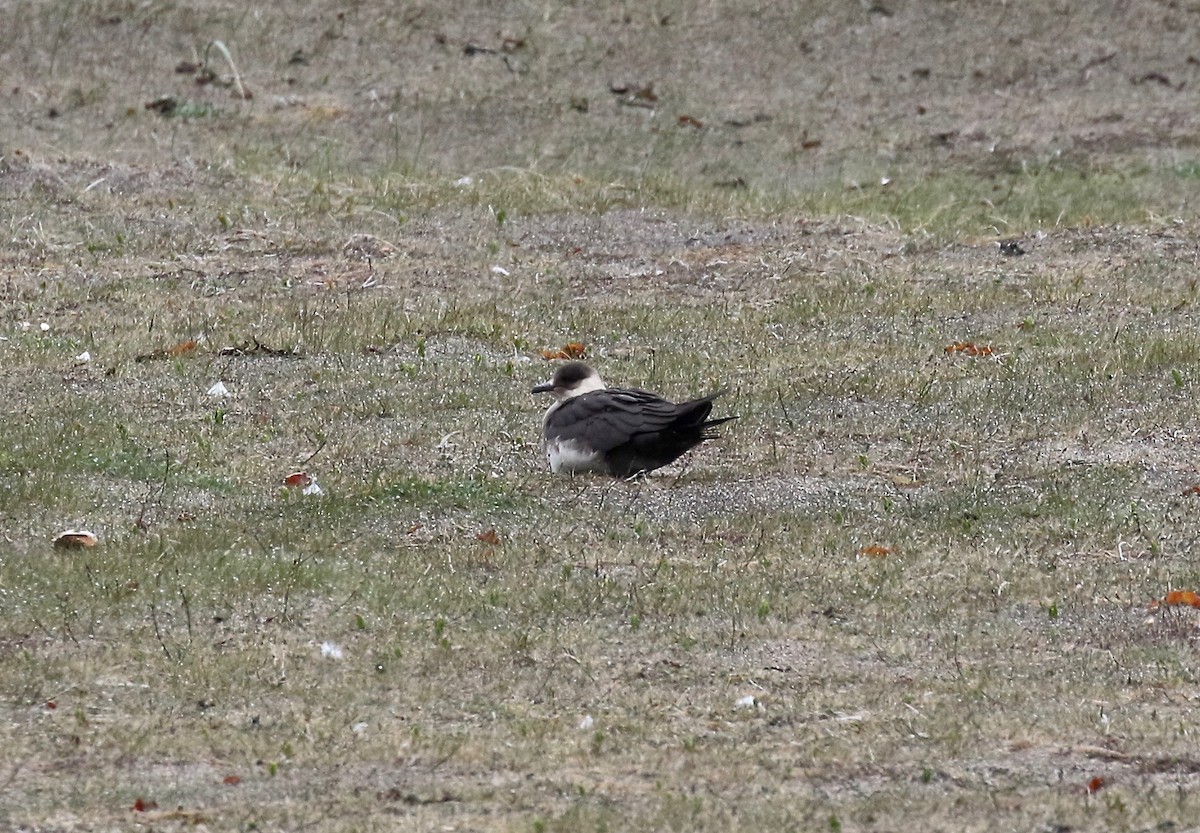 Parasitic Jaeger - ML597680731