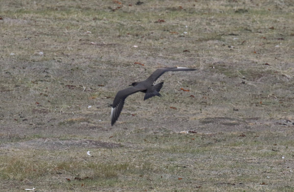 Parasitic Jaeger - ML597680741