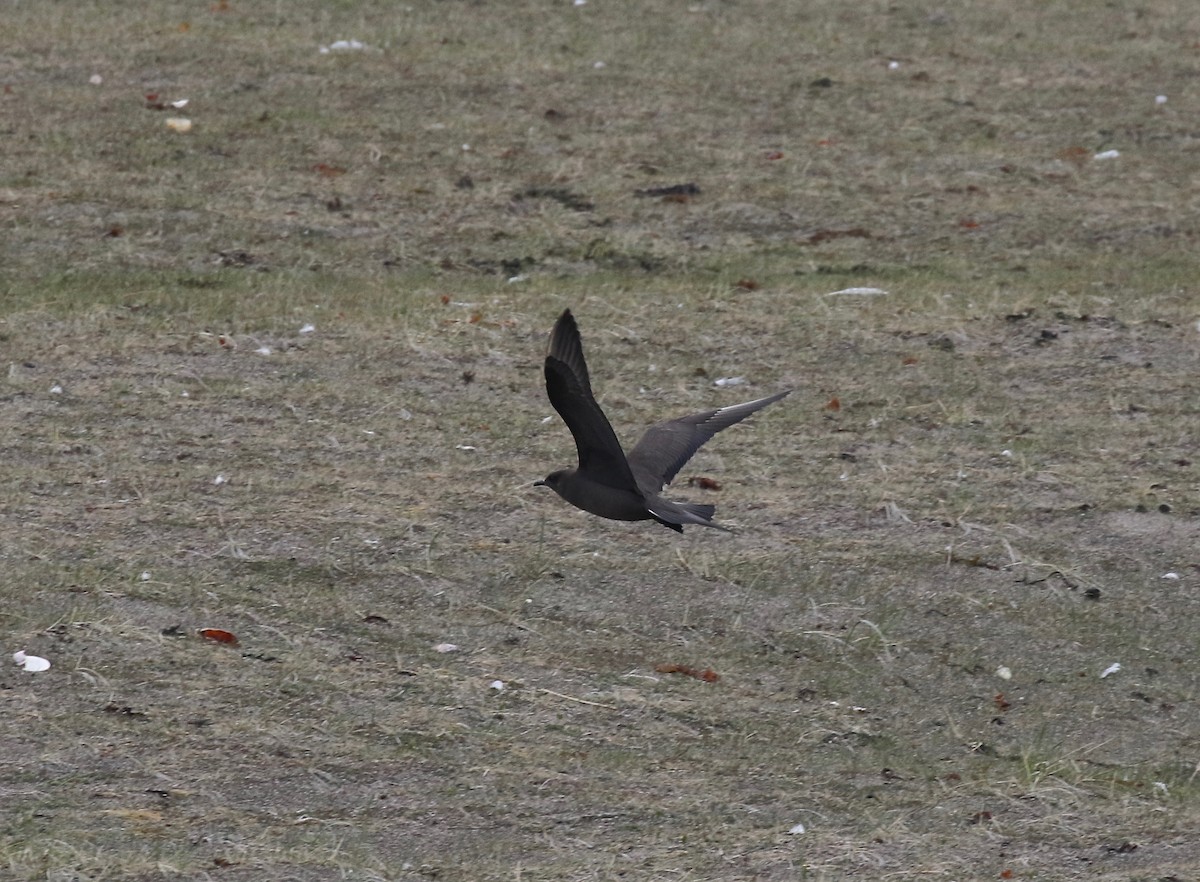 Parasitic Jaeger - ML597680751