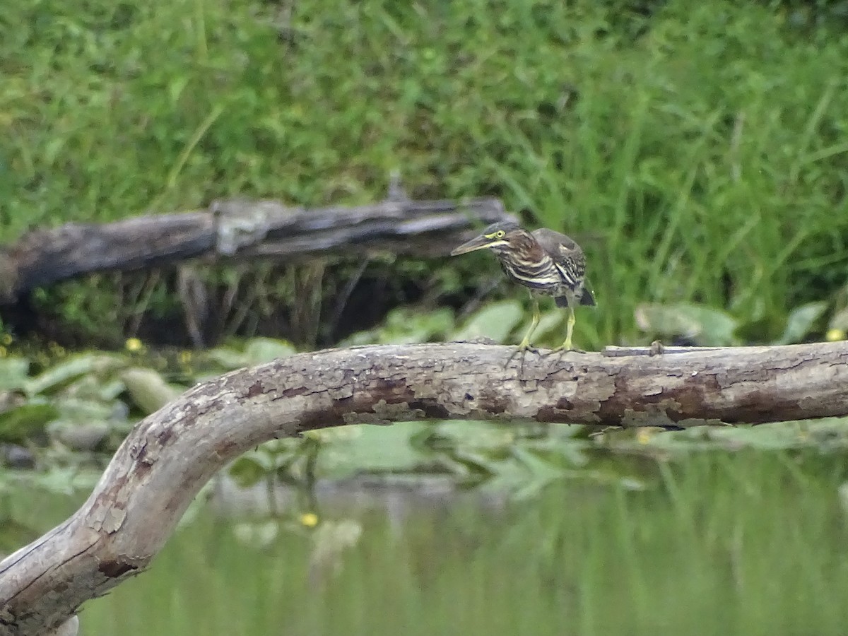 Green Heron - Jeffrey Roth