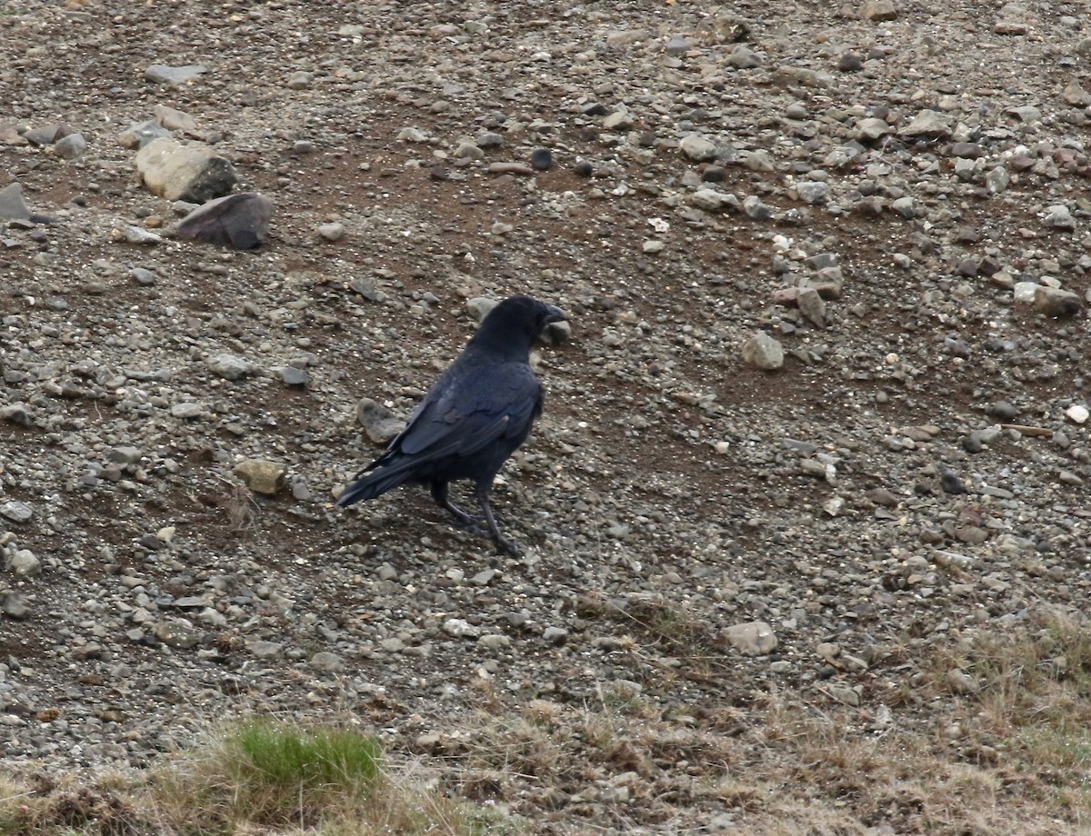 Common Raven - ML597680951