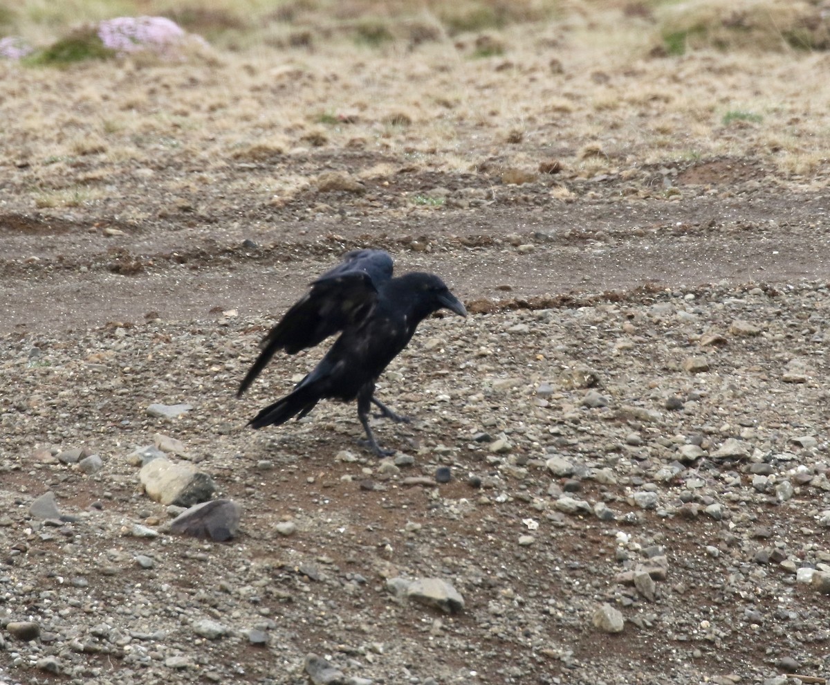 Common Raven - ML597681131