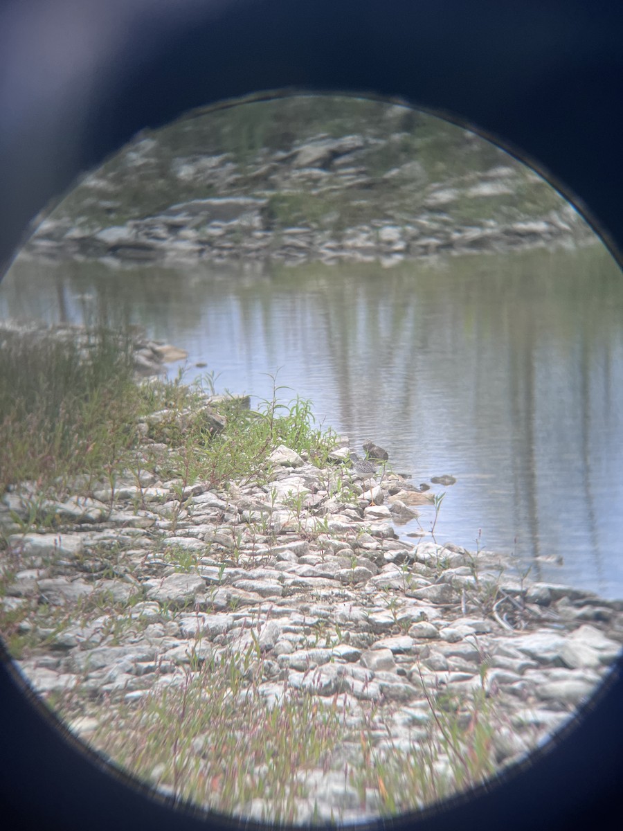 Lesser Yellowlegs - ML597681181