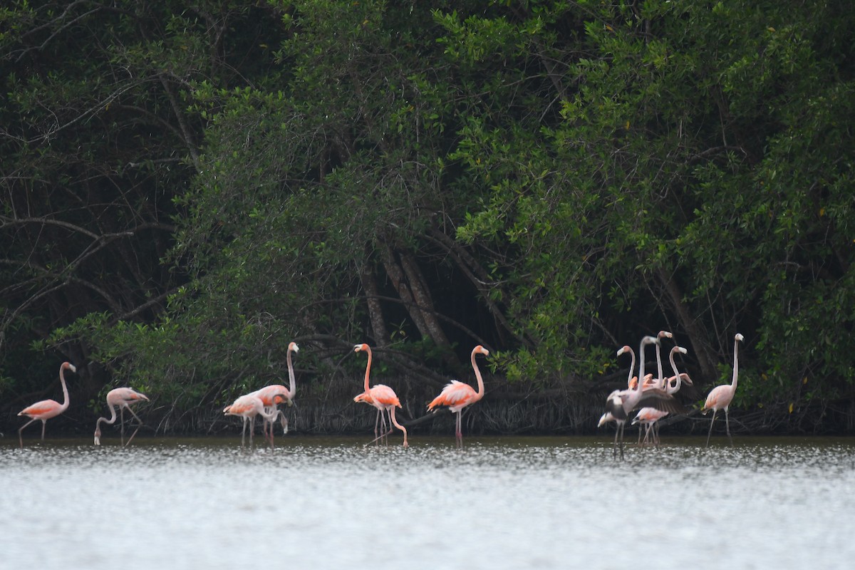 American Flamingo - ML597681551