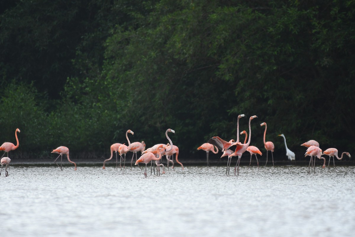 American Flamingo - ML597681561