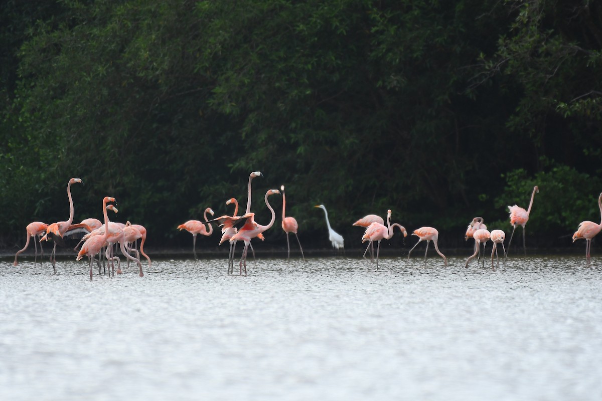 American Flamingo - ML597681571