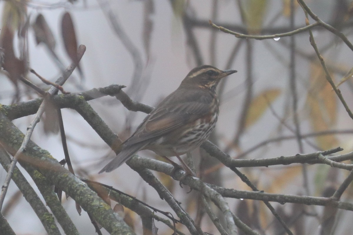 Redwing - ML597681911