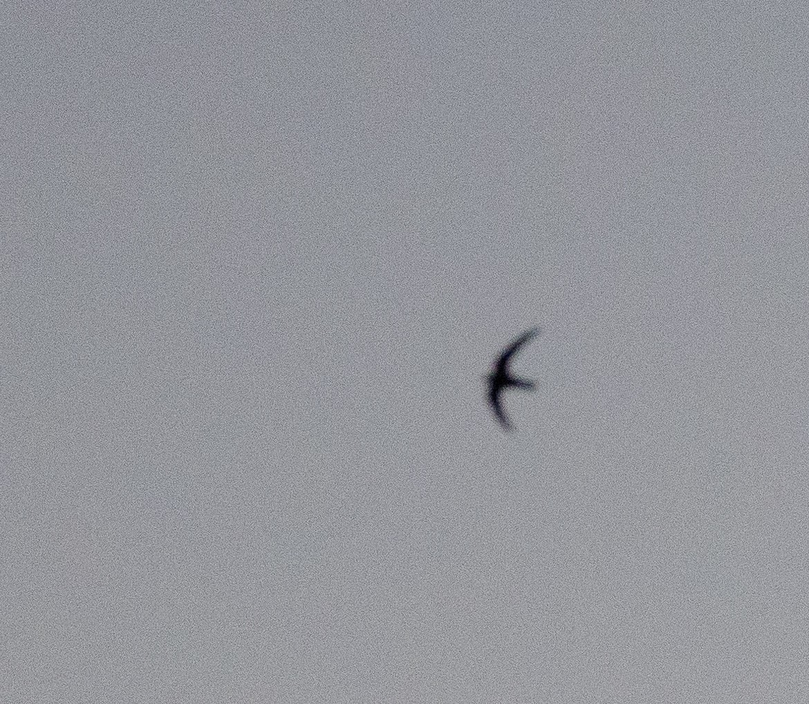 Black Swift - ML597682871