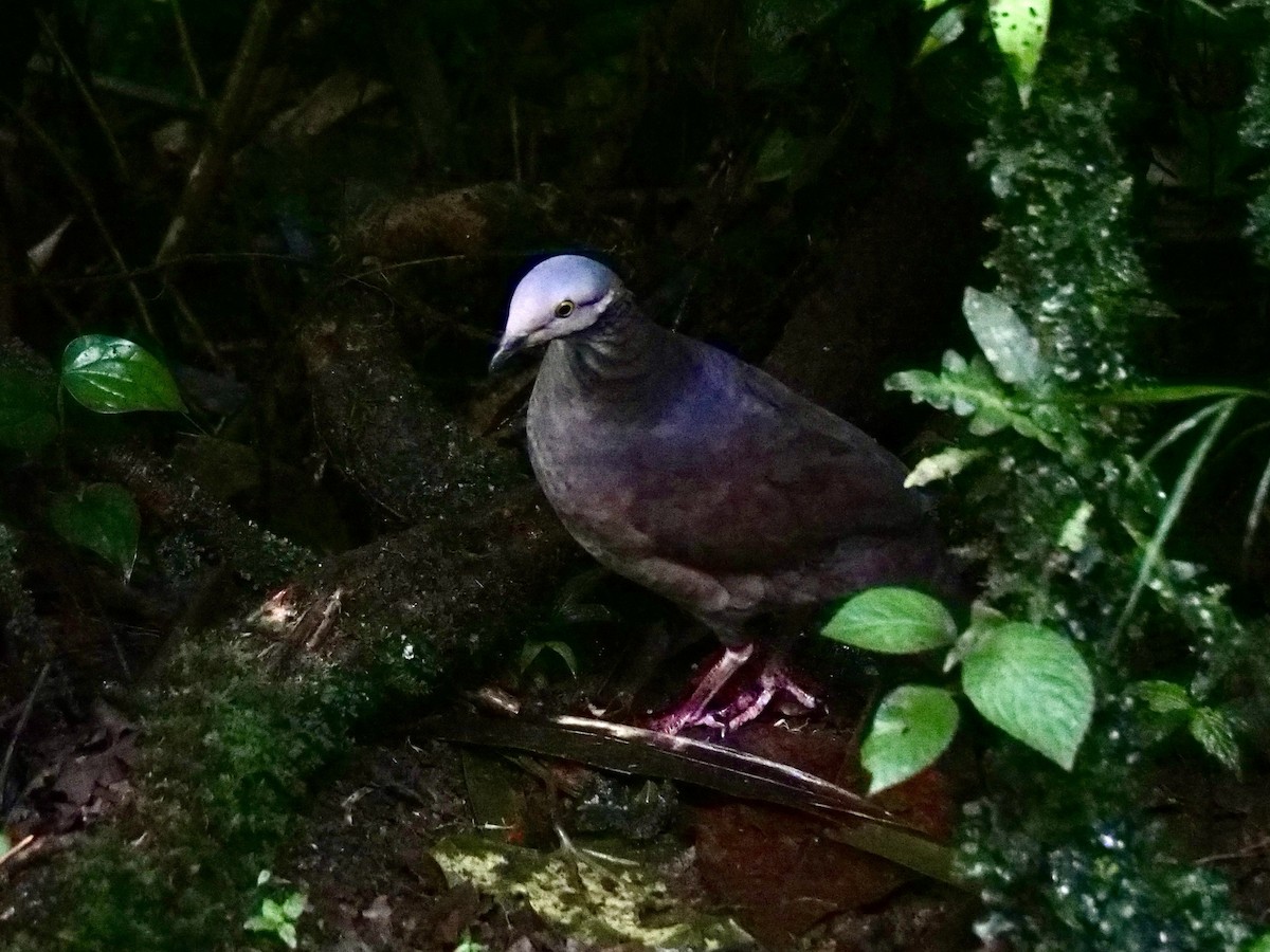 White-throated Quail-Dove - ML597683361