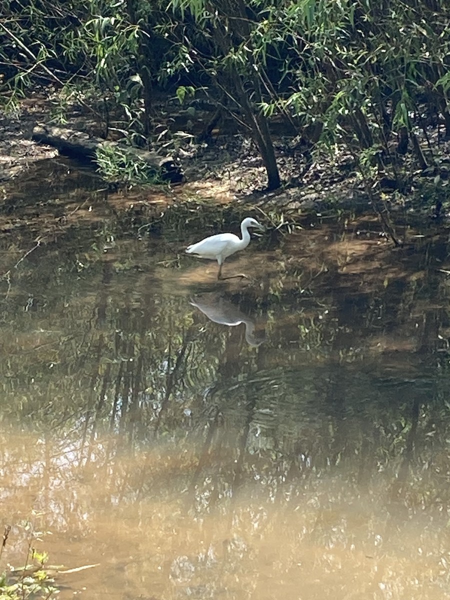 Little Blue Heron - ML597684631