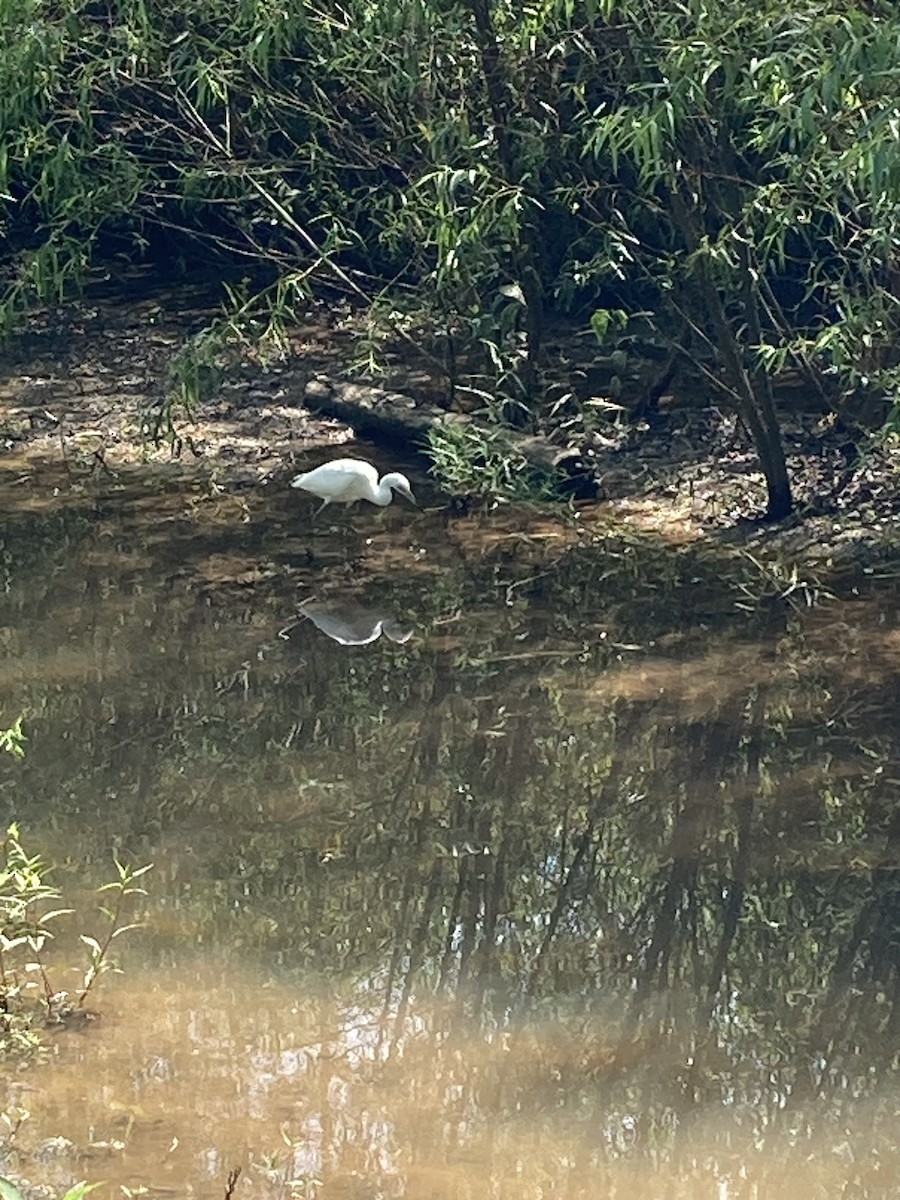 Little Blue Heron - ML597684651