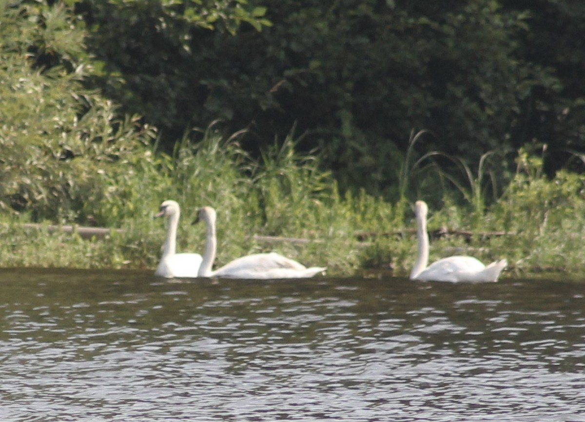 Mute Swan - ML597685091