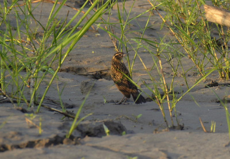 Red-breasted Meadowlark - ML597685801