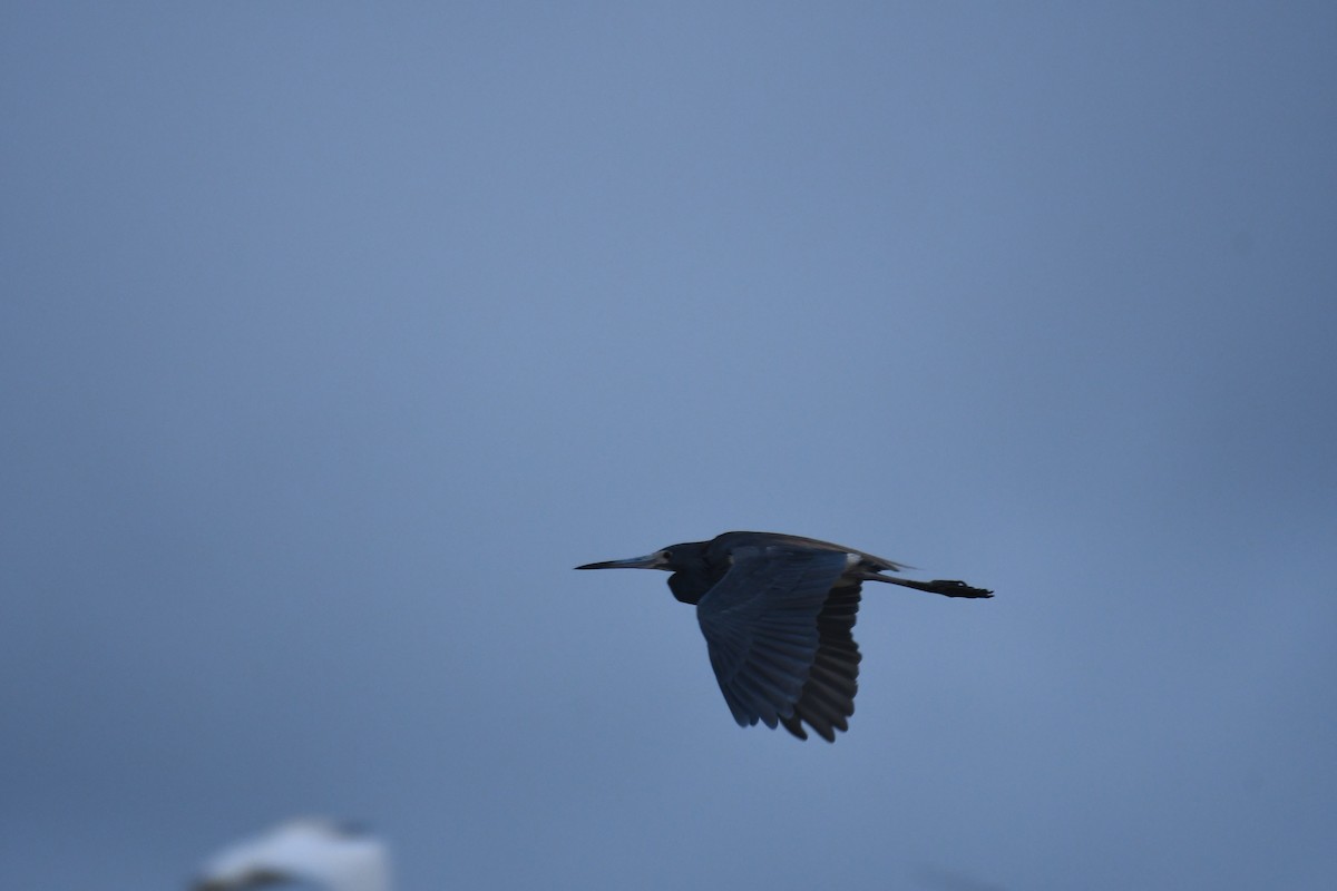 Tricolored Heron - ML597685941