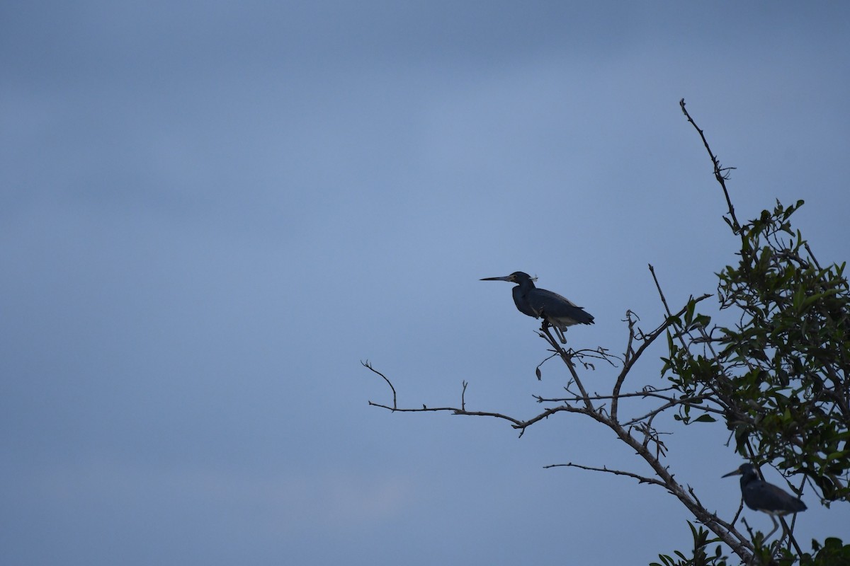 Tricolored Heron - ML597685971