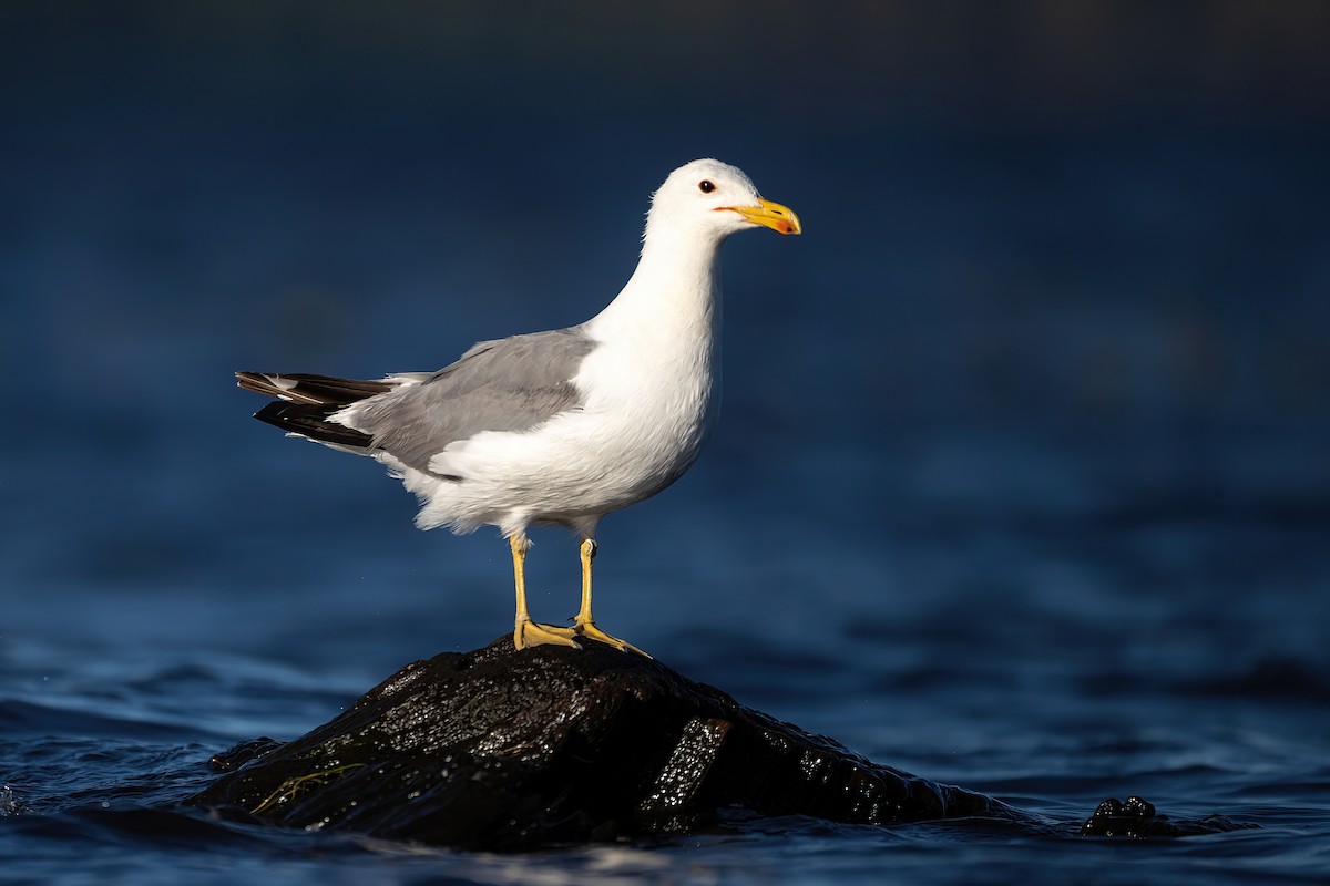 California Gull - ML597686851