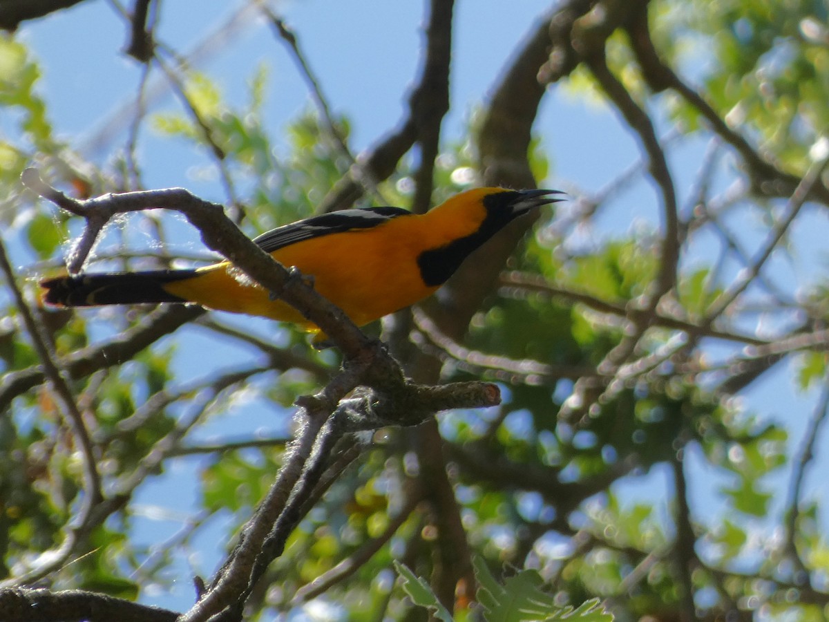 Hooded Oriole - Garry Hayes