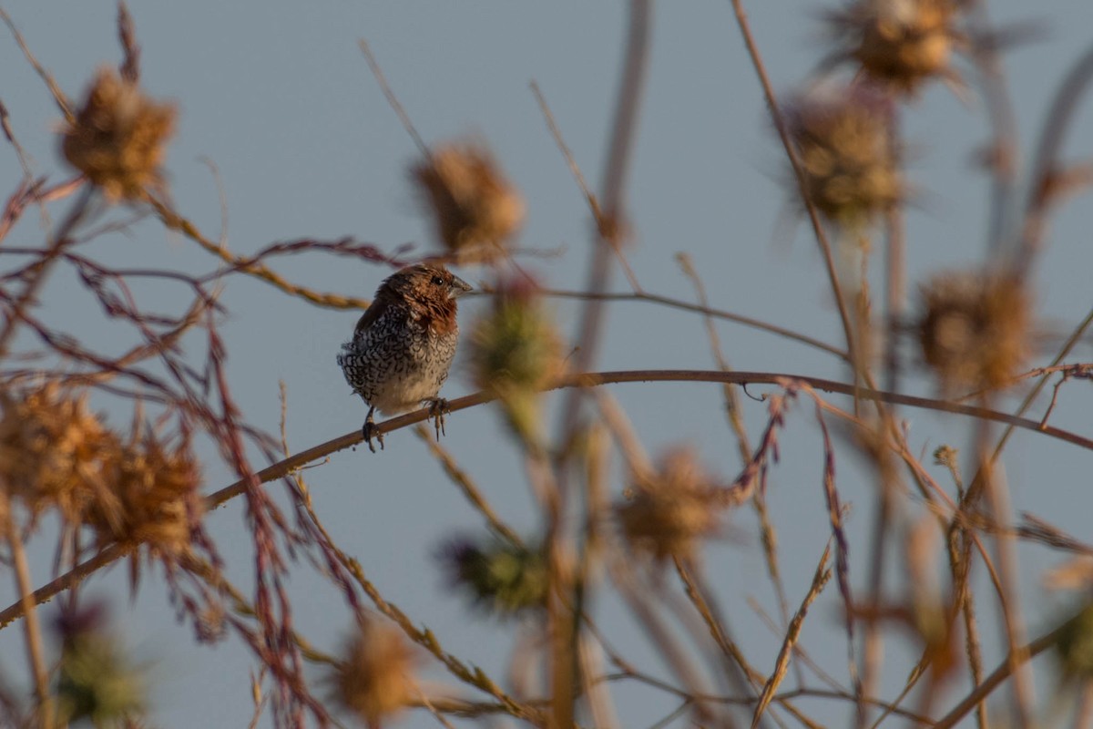 Scaly-breasted Munia - ML59768751