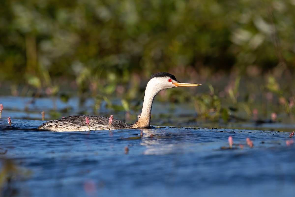 Clark's Grebe - ML597688751