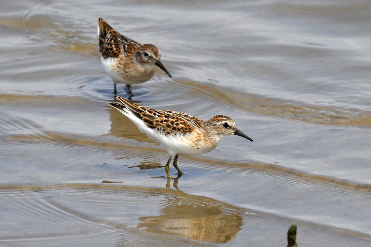 Least Sandpiper - ML597689231