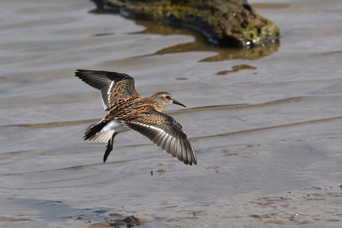 Least Sandpiper - ML597689551