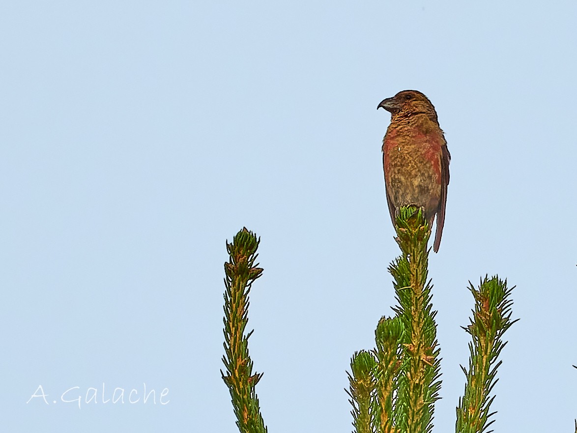 Red Crossbill - A. Galache