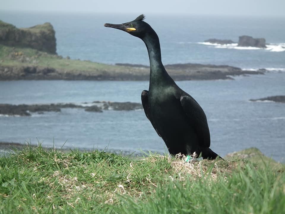 European Shag - ML597690871