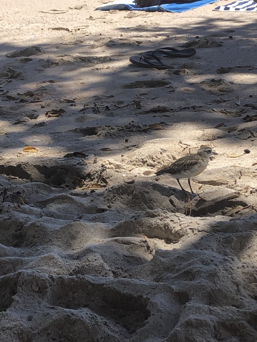 Double-banded Plover - ML597690961