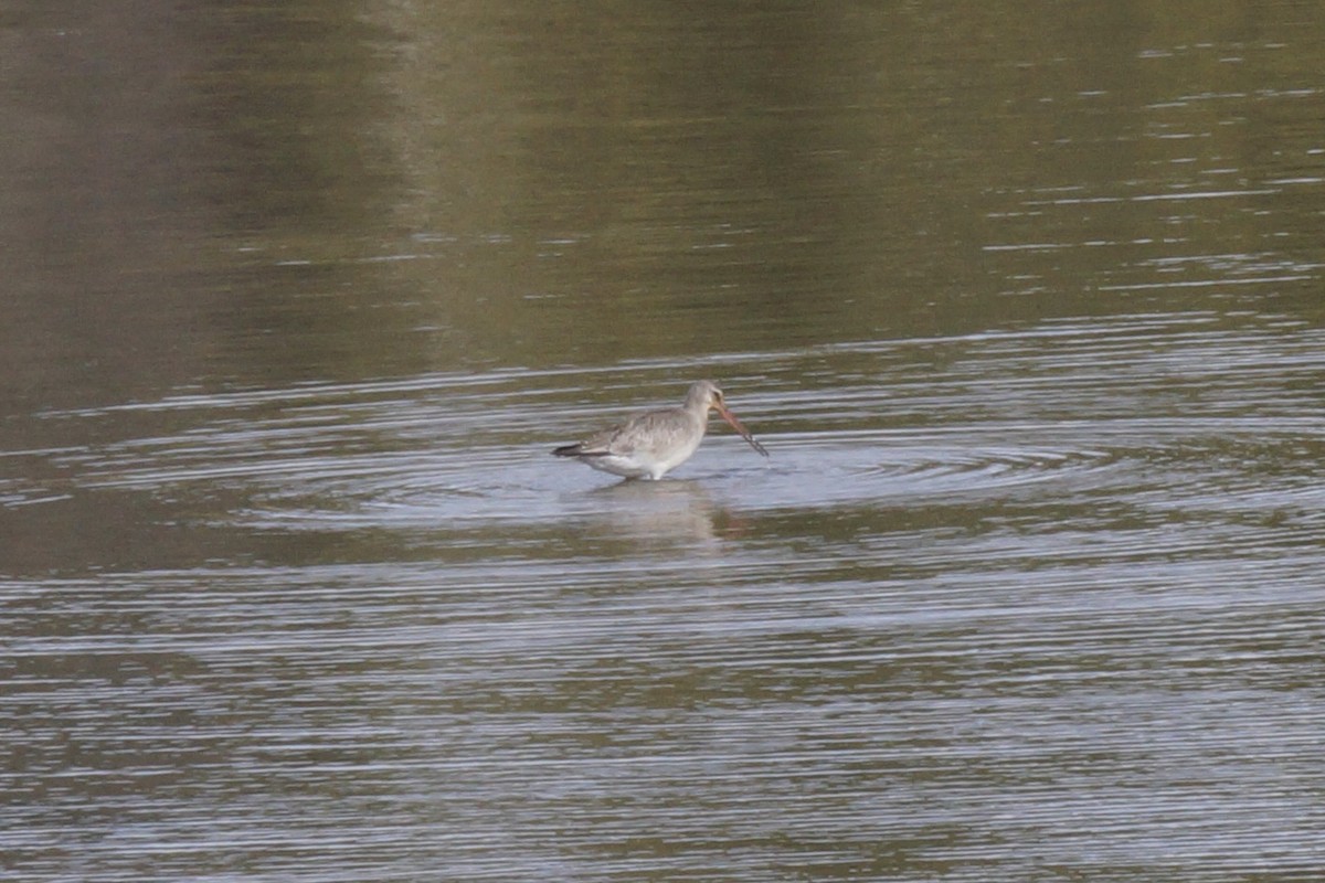 Hudsonian Godwit - ML597692391